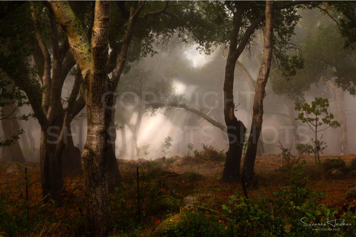 suzanne-hawken-photography-heavenly-forest-landscape