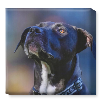 Canvas wall art of your professionally photographed  dog