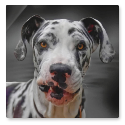 Personalized metal print photo of dog
