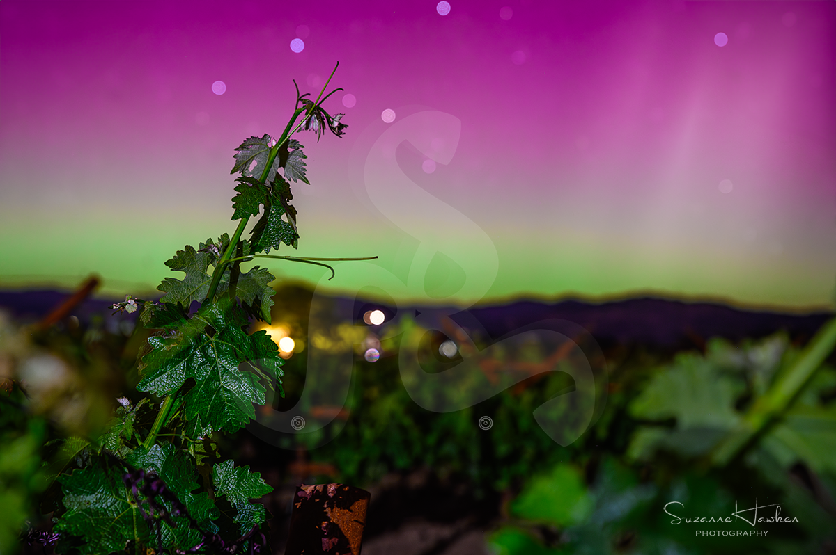 napa valley aurora borealis with vineyard by napa photographer Suzanne Hawken