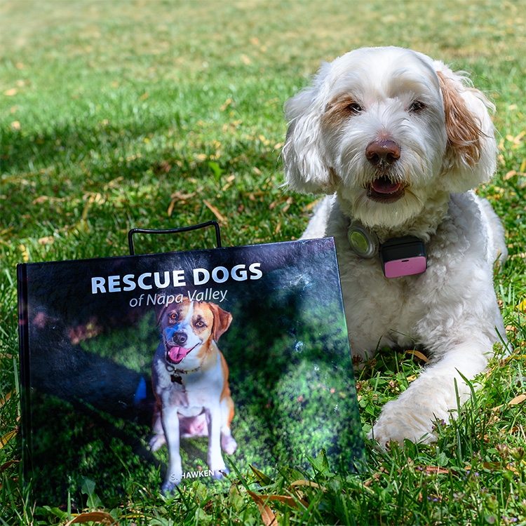 Rescue Dogs of Napa Valley 1st Edition